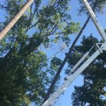 best tree trimming in South Carolina