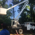 best tree trimming in columbia