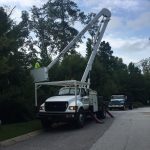 Tree trimming services