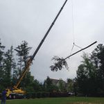 best tree pruning columbia