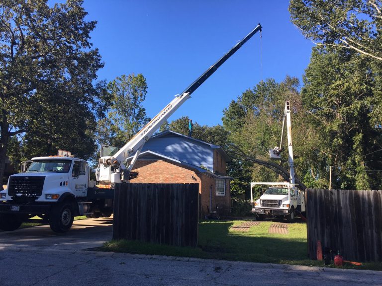 Professional Tree Service