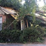 tree removal in columbia