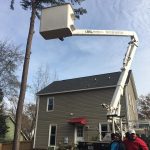  professional tree trimming