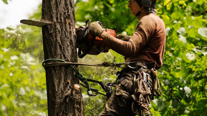 Tree Removal Columbia, Saluda, Newberry SC